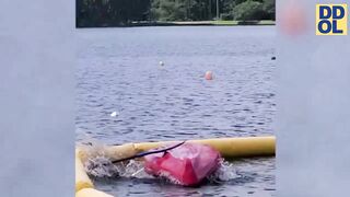 The Funniest Videos of All Time