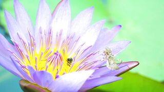 Nature video