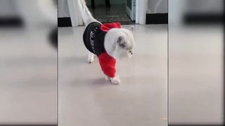 Baby Cats - Cute and Funny Cat Videos Compilation/v2