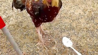 Cooked Food is favourite food of Rooster