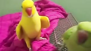 My talking perrots