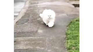 Fluffiest cat i've ever seen