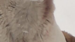Beautiful Dog In Snowfall | Dogs in Snowfall