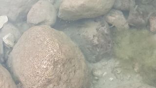 Beautiful view of natural water fish ???? #nature videos