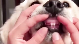 Funny Video 030