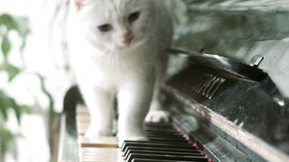 The cat is a scientist