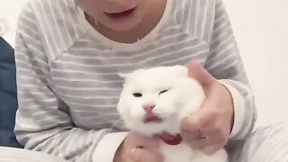 Girl kisses her chubby cat ????????????????