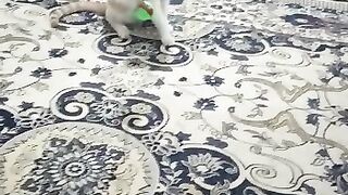 Funny cat playing with a ball