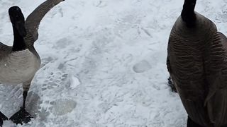 Geese fight
