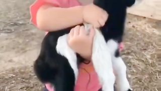 Baby goat and cute baby