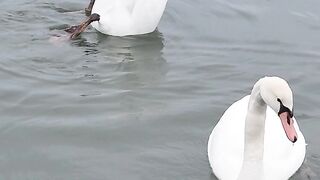 Swans Fishing ????