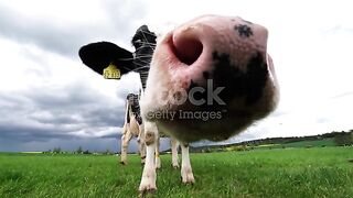 Black and white mottled cow standing on the green meado