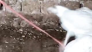 White murghaa