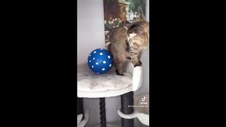Balloon sticks to cat through static electricity