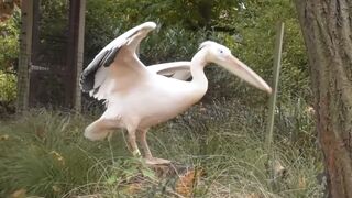 Pelicans are very beautiful water birds, there family is nearly ten million years old