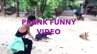 Prank Funniest Animals Reactions