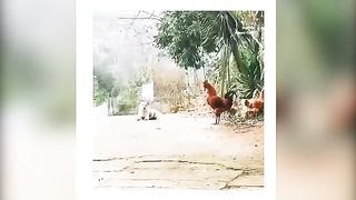 FUNNY SHORTS