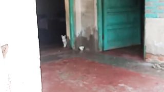 Clever cat
