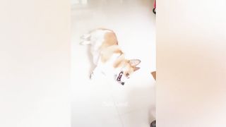 FUNNIEST ANIMAL VIDEO 2023 CATS ???????????? VIDEO