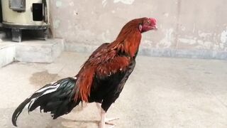 Fighting Rooster