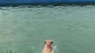 Dogs Shorts | Funny Dogs Shorts | Cute Dogs Shorts | #shorts