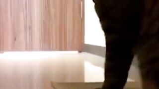 Dogs Shorts | Funny Dogs Shorts | Cute Dogs Shorts | #shorts