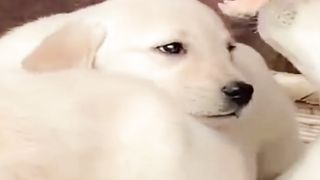Dogs Shorts | Funny Dogs Shorts | Cute Dogs Shorts | #shorts