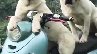 Dogs Shorts | Funny Dogs Shorts | Cute Dogs Shorts | #shorts
