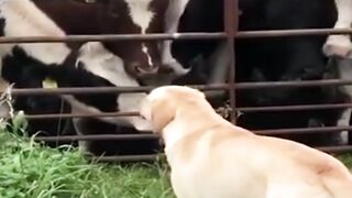 Dogs Shorts | Funny Dogs Shorts | Cute Dogs Shorts | #shorts