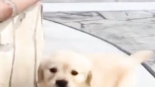 Dogs Shorts | Funny Dogs Shorts | Cute Dogs Shorts | #shorts