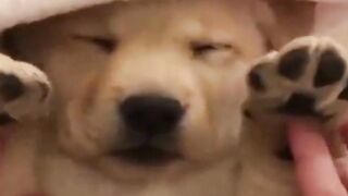 Dogs Shorts | Funny Dogs Shorts | Cute Dogs Shorts | #shorts