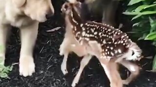 Dogs Shorts | Funny Dogs Shorts | Cute Dogs Shorts | #shorts