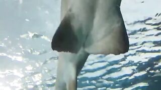 Ripley's Aquarium Toronto