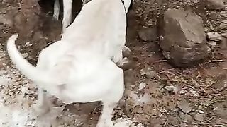 Dogs killed fox