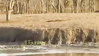 भैंस_की_जिंदगी_काट_रहे_हैं_लोग_????_PT-1_????_Animals_Roasting_-_#shorts(360p).