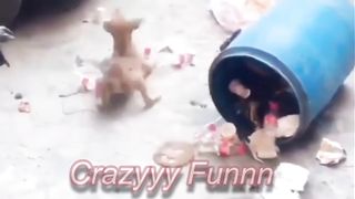 Crazy Fun