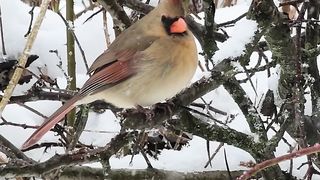 Cardinal quiet in winter