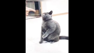 Funny Cats ???? Funniest Cat Videos 2023 ????