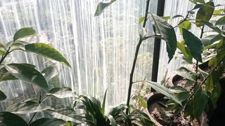 Avacado plant