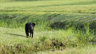 Best 7 breeds of Dogs in world