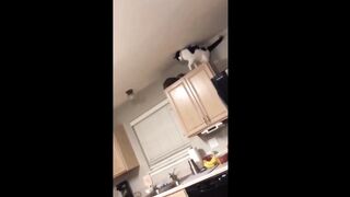 Videos of CUTE and FUNNY Cats