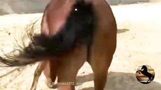 Horses