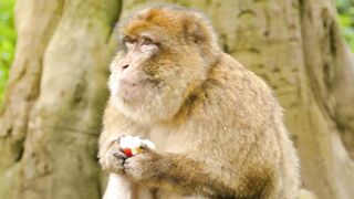 "Nature's Harmony: 8K Animals and Calm Music for a Peaceful Journey"