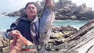 Using the pig's head as bait, we harvested 13 kg of giant devil fish.