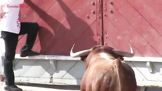 Chinese Bull festival, funny and interesting festival video.