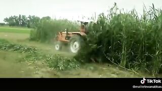 how to nature field in plant corn
