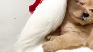 Funny Chicken and Baby