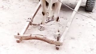 how to very beautiful funny amazing cow husband axe bull
