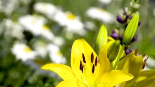 Relaxing Birds in the morning | Sound birds | beautiful birds voice | nice chirping birds |natureofgod23