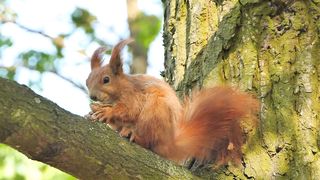 Red Squirrel having fun in summer